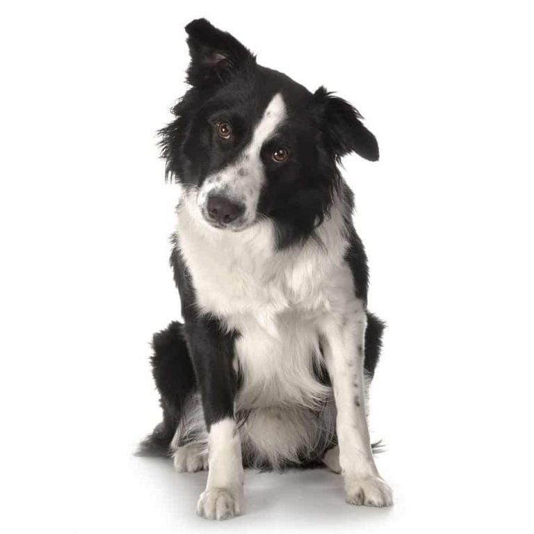 How Much Exercise Does A Border Collie Need