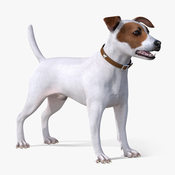 Jack-Russell-Terriers