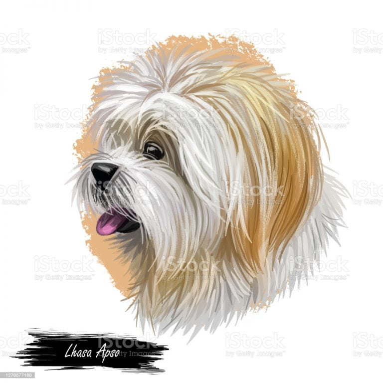 Lhasa Apso Pictures