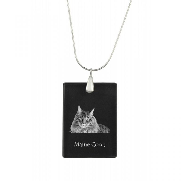 Buy Maine Coon Cat