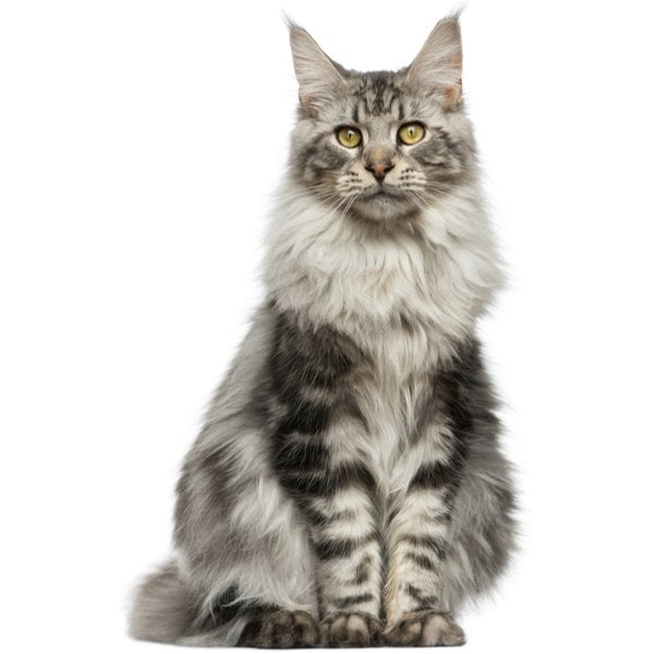 Maine Coon Domestic Cat