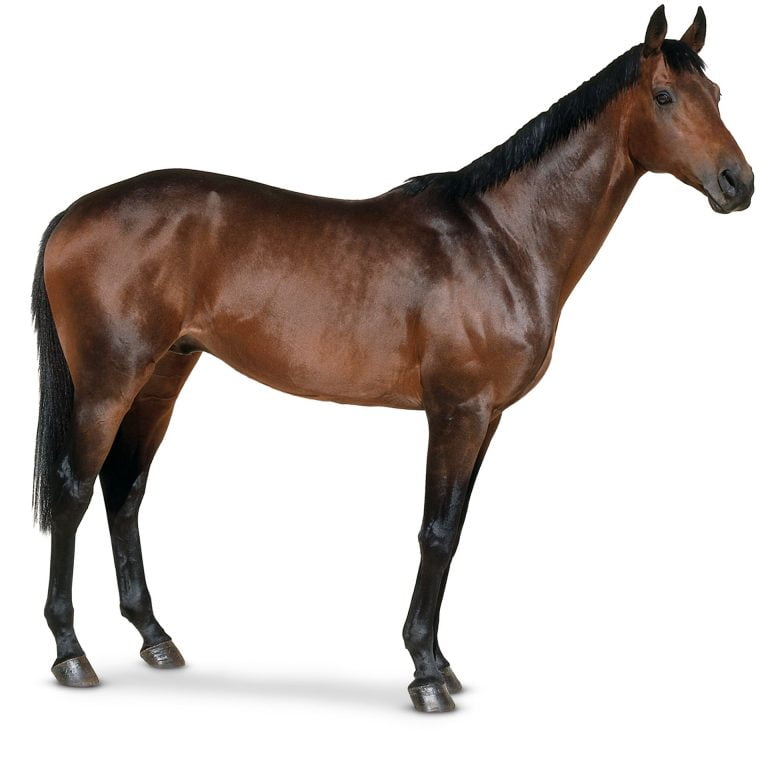 Male Horse