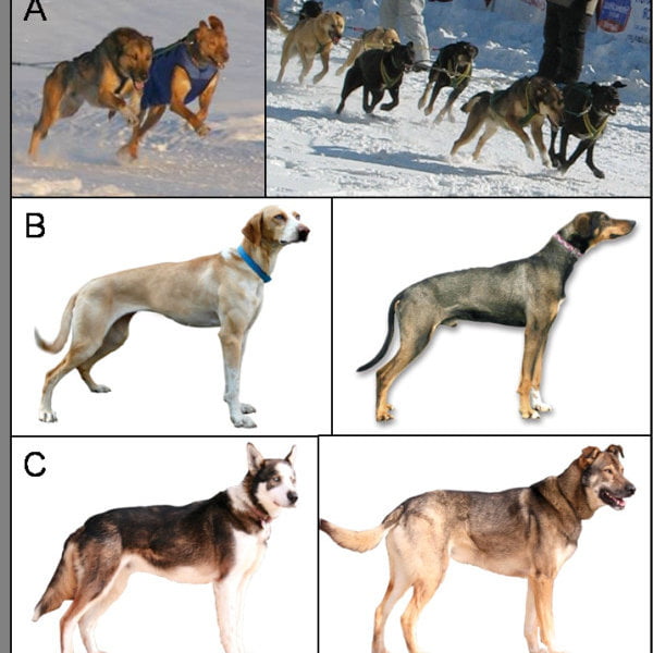 Mixed Breeds Of Dogs