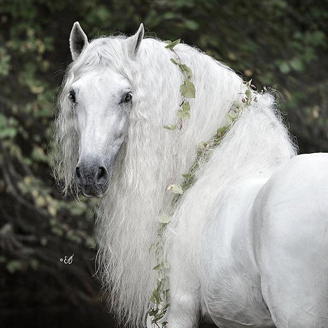 Most Beautiful Horse