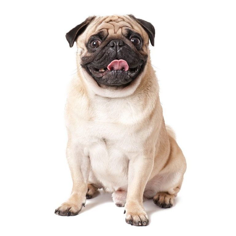 Pugs Information And Facts
