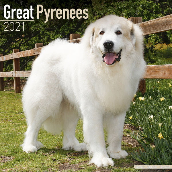 Pyrenean Mountain Dog For Sale Uk