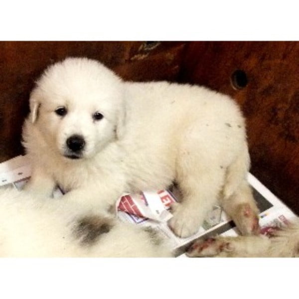Pyrenean Mountain Dog For Sale