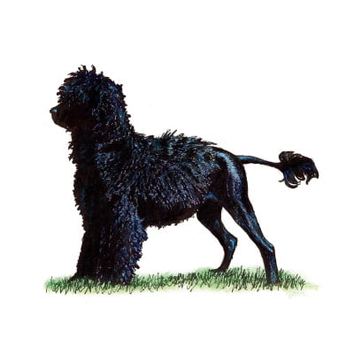 Black Russian Terrier For Sale
