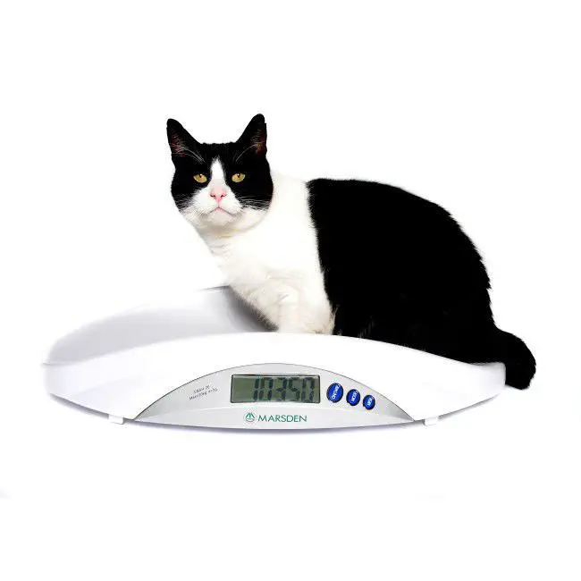 Scales For Cats