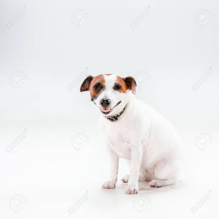 Small Jack Russell