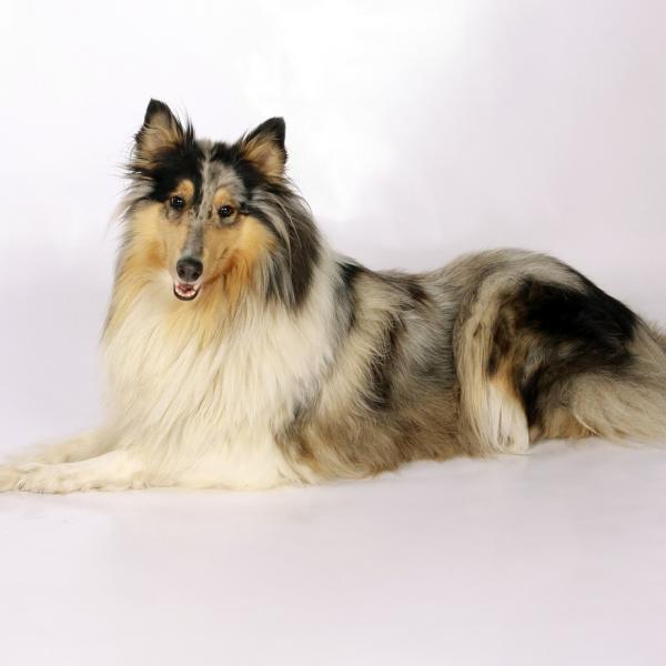 What Breed Is Lassie