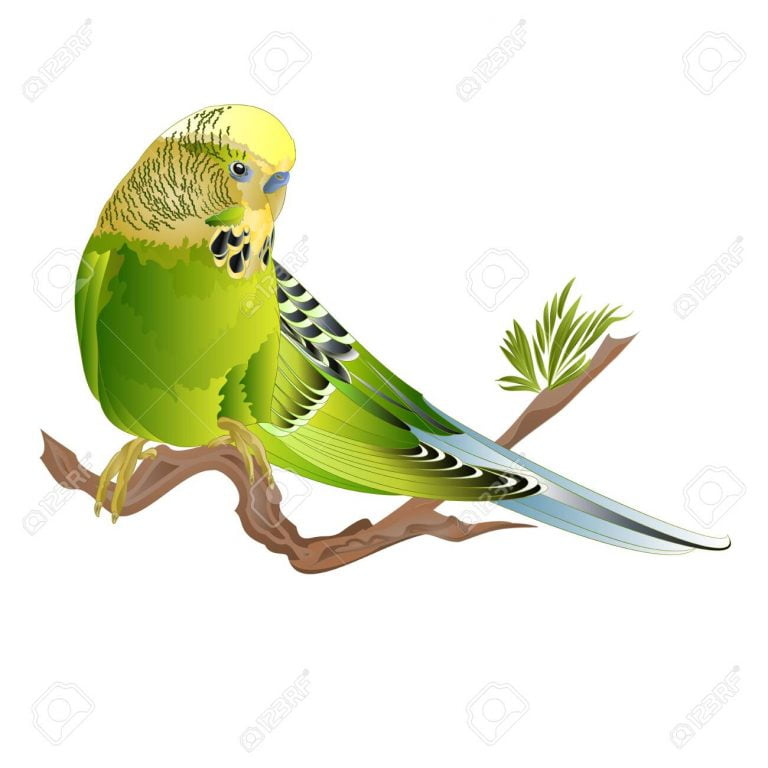 Budgie Parakeet