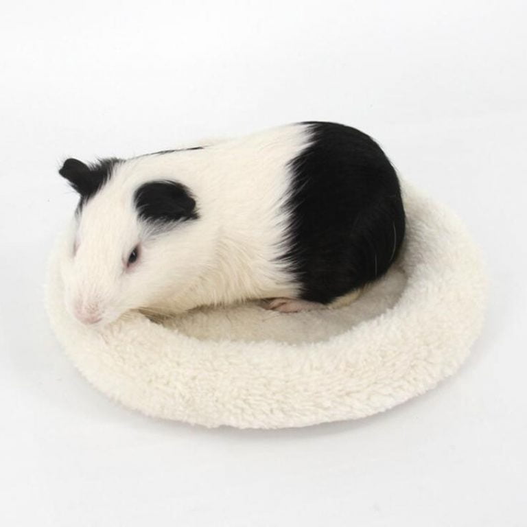 Toy Guinea Pig Interactive