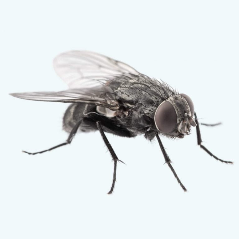 What Does A Horsefly Look Like