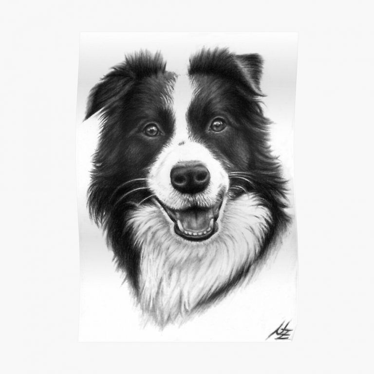 Red Collie