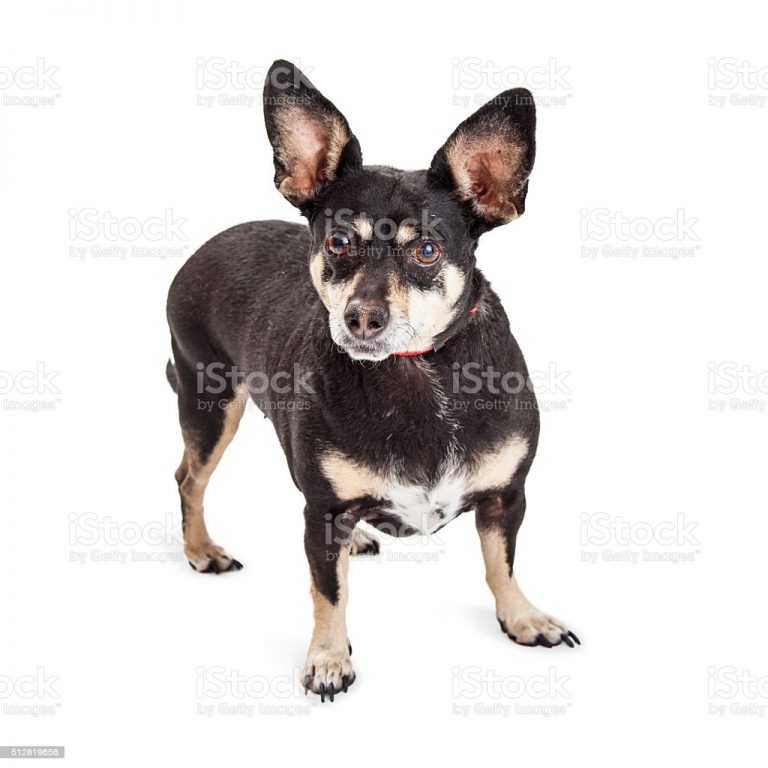Lancashire Heeler Dog