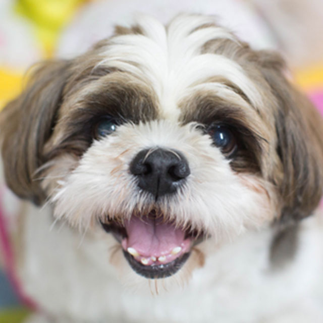 Life Expectancy Of A Shih Tzu