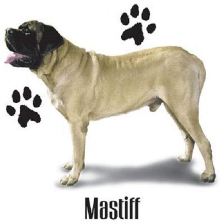 Mastiff