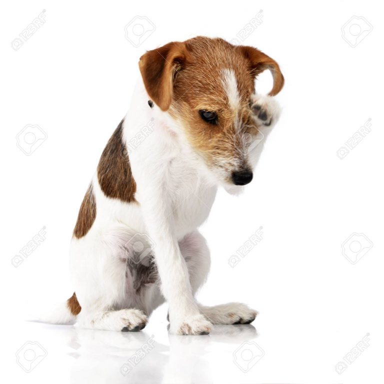 Patterson Terrier