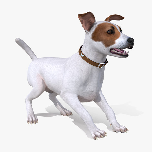 Jack Russell Facts