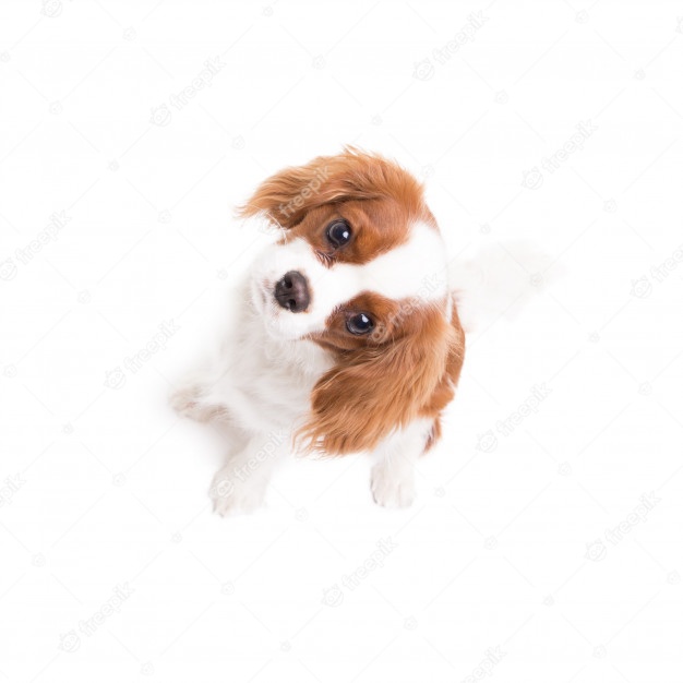 Is That A King Charles Spaniel