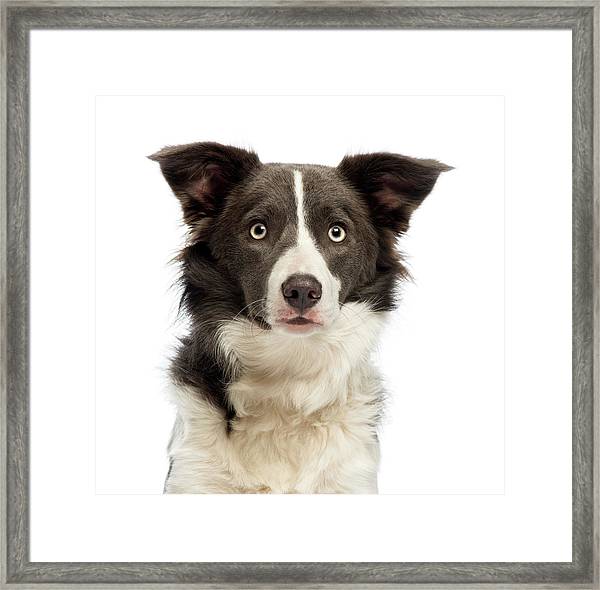Facts About Border Collies