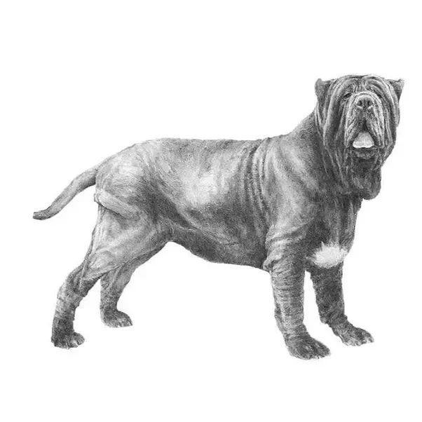 Breed Of Dog In Turner And Hooch